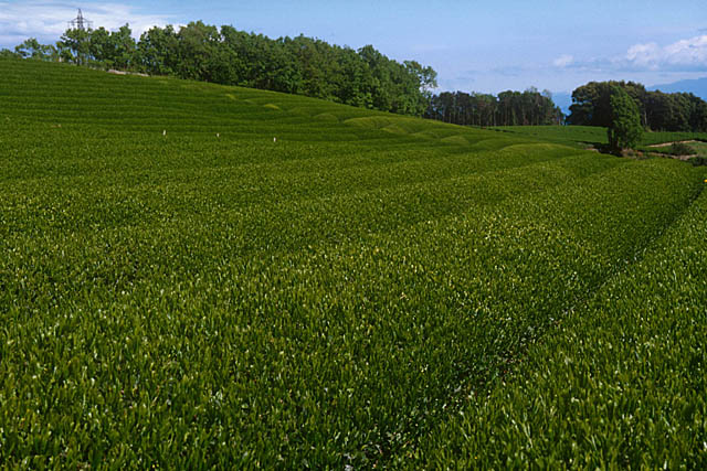 �L�[���[�h���܂ߏЉ�i�E���摜�j